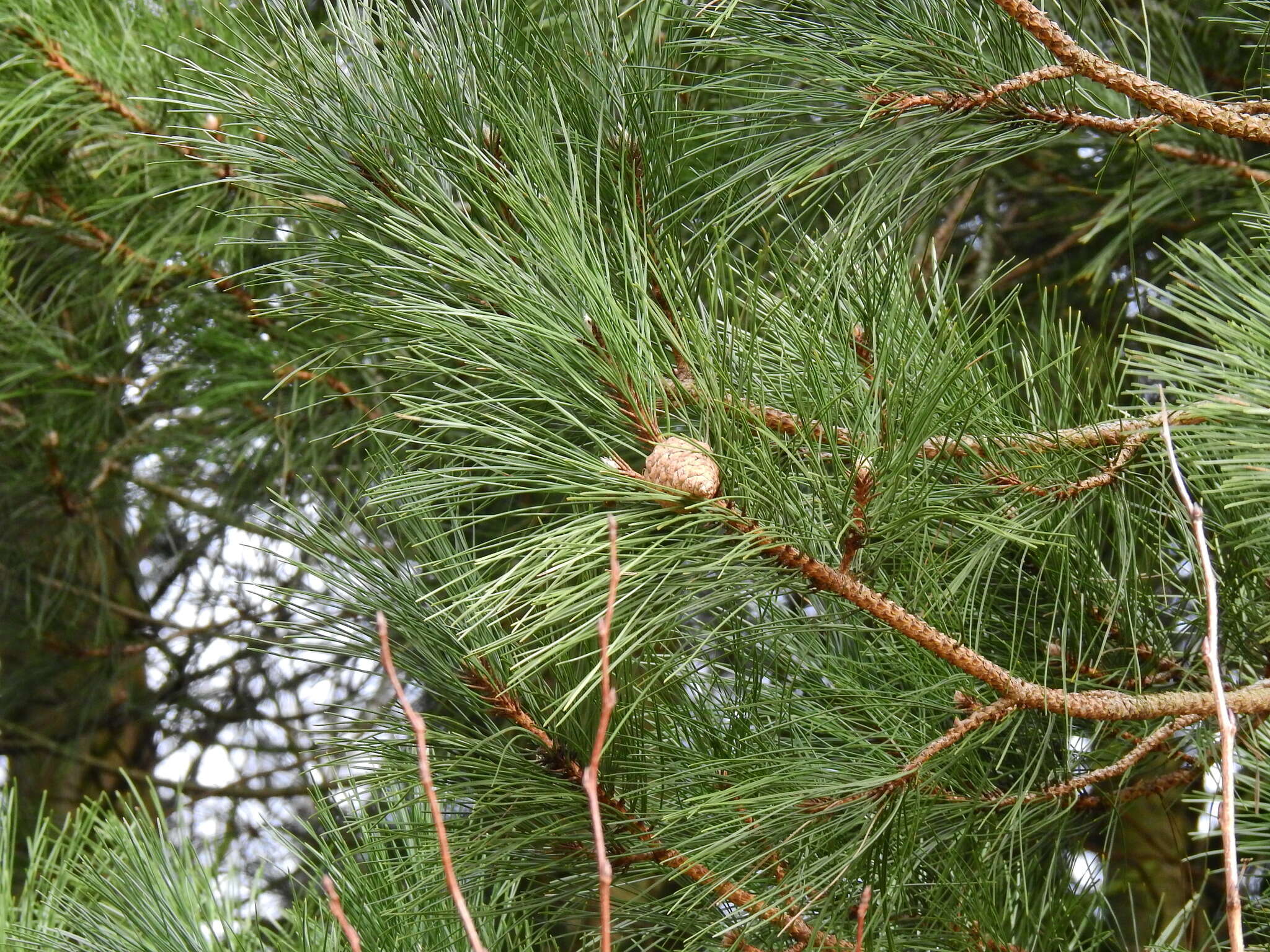 Imagem de Pinus nigra subsp. laricio (Poir.) Maire