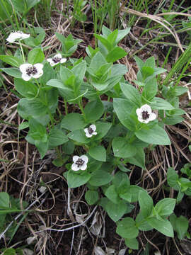 Image of Bunchberry