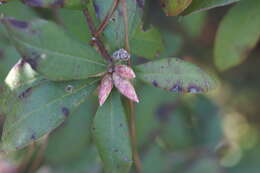 صورة Rhododendron oblongifolium (Small) Millais