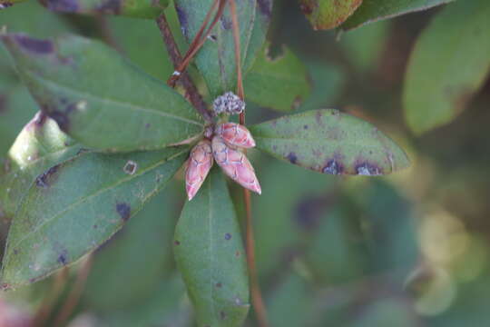 صورة Rhododendron oblongifolium (Small) Millais