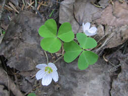 Imagem de Oxalis acetosella L.