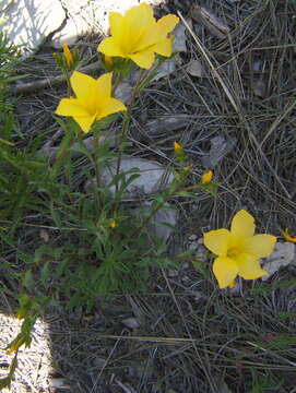 Imagem de Linum campanulatum L.