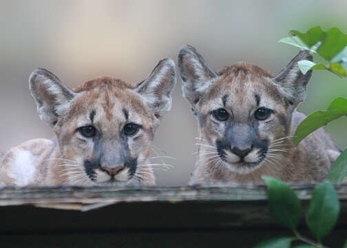 Слика од Puma concolor coryi