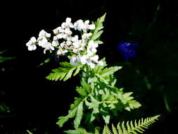 Image of big-leaf yarrow