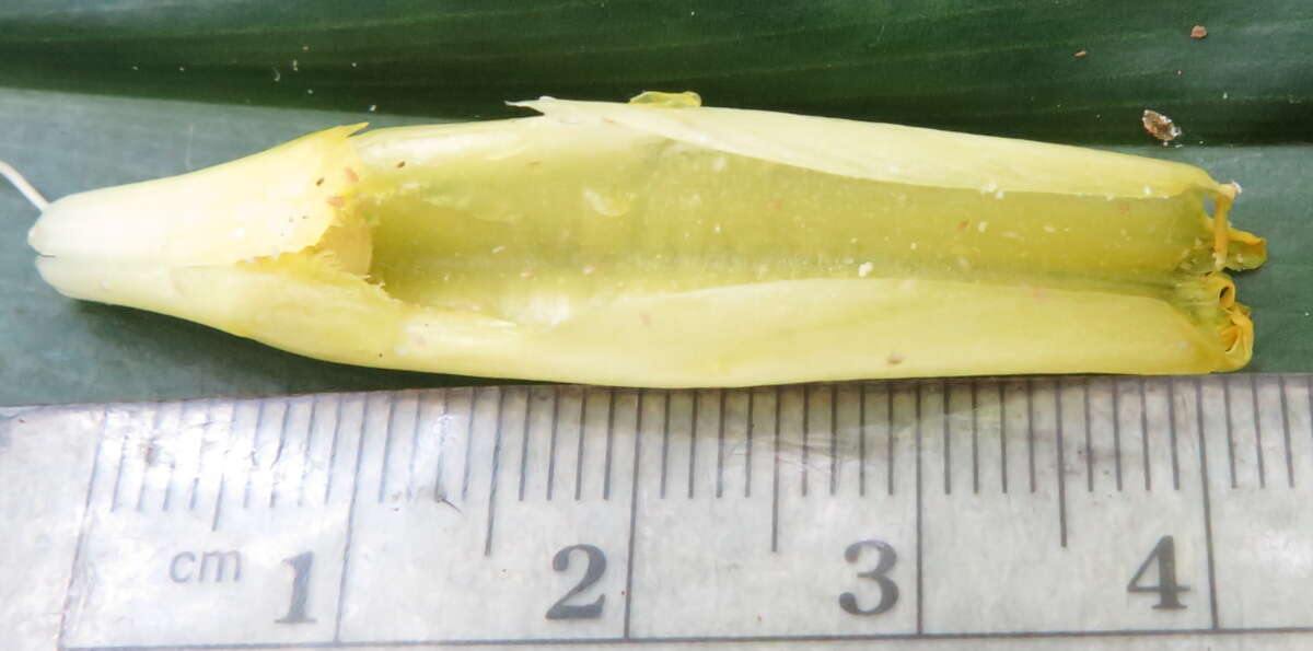 Image of Costus comosus var. bakeri (K. Schum.) Maas