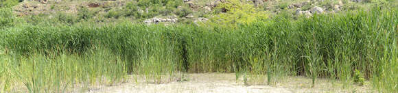 Image of common reed