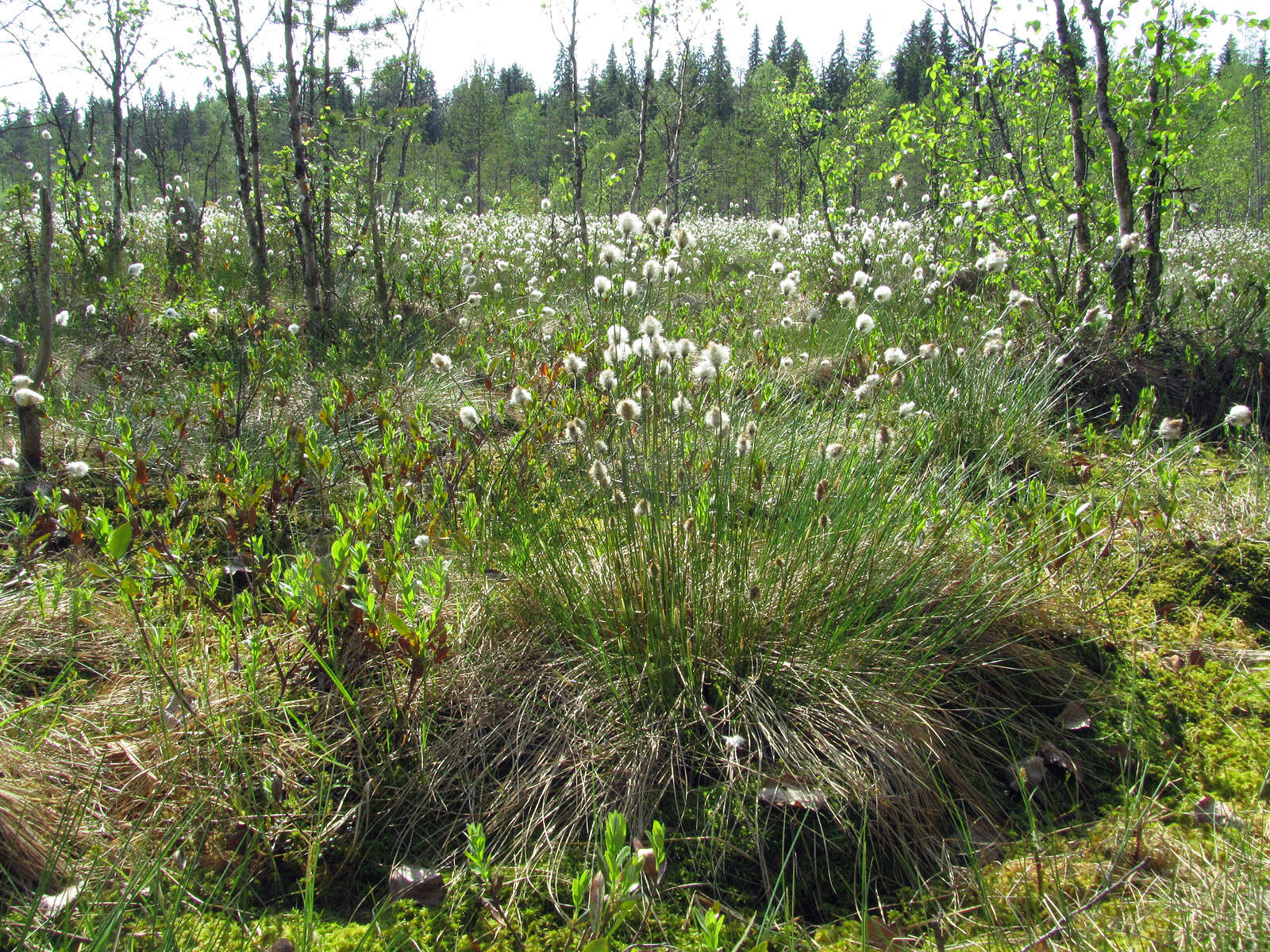 Image de Linaigrette dense