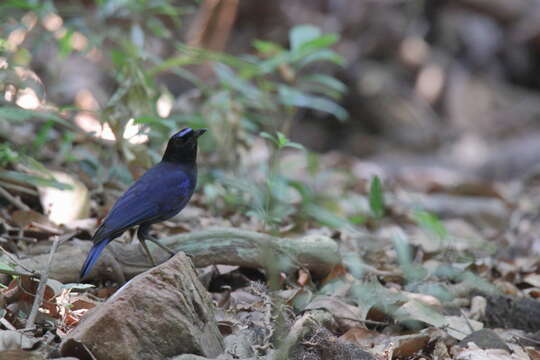 Image of Malabar Whistling Thrush