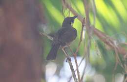 Image of Yellow-spotted Honeyeater