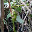 Image of Forest Green Treefrog