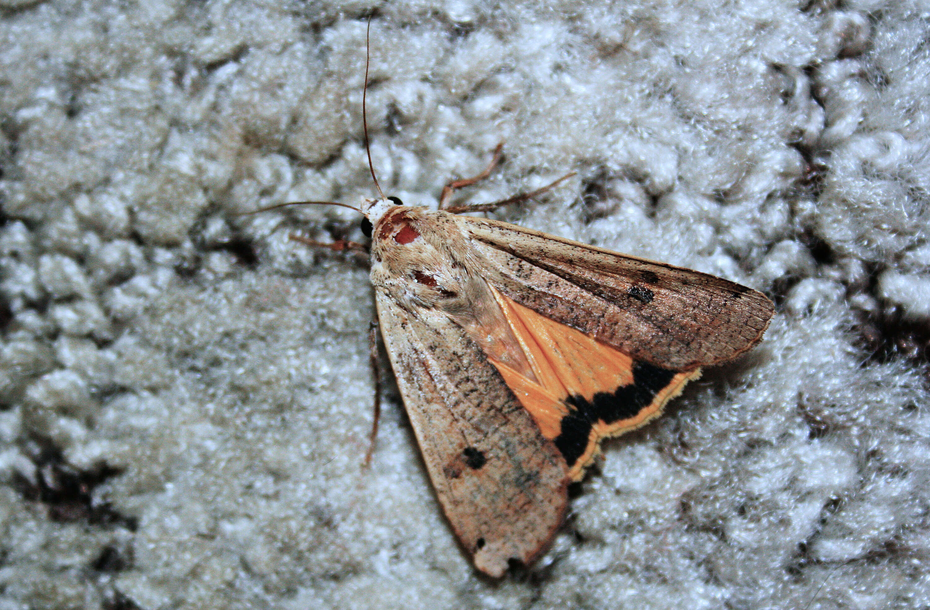 Image of Large Yellow Underwing