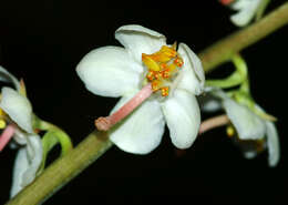 Image of round-leaved wintergreen