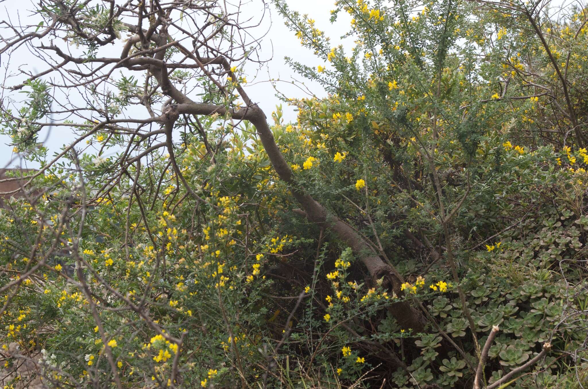 Image of leafy broom