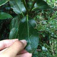 Image of Cinnamomum kotoense Kaneh. & Sasaki