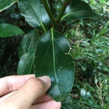 Image of Cinnamomum kotoense Kaneh. & Sasaki