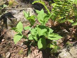 Image of Blue Ridge catchfly