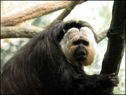 Image of White-faced Saki