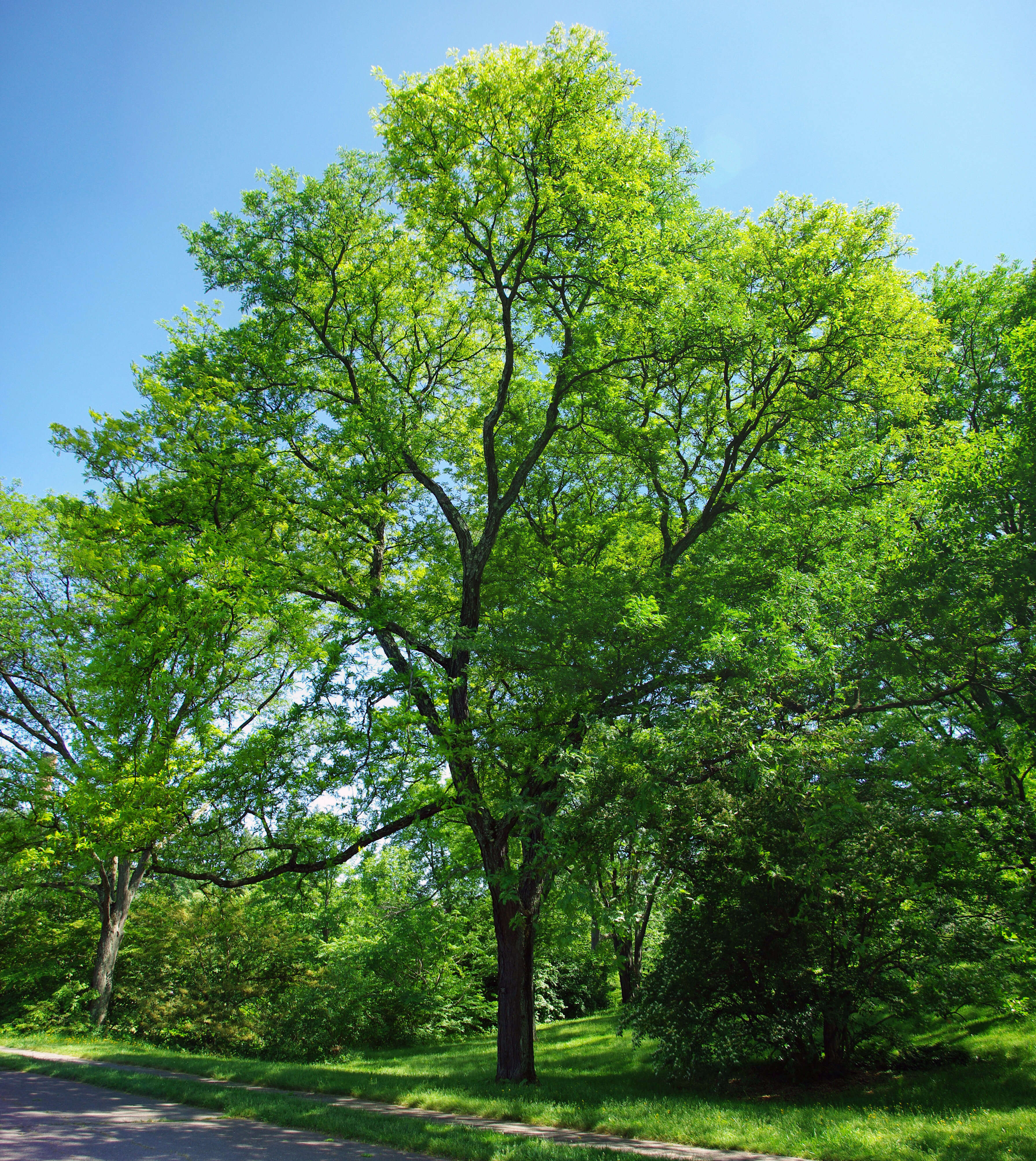 Image of Honey Locust