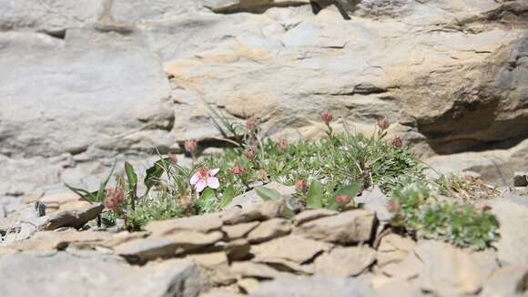 Image de Potentilla nitida L.