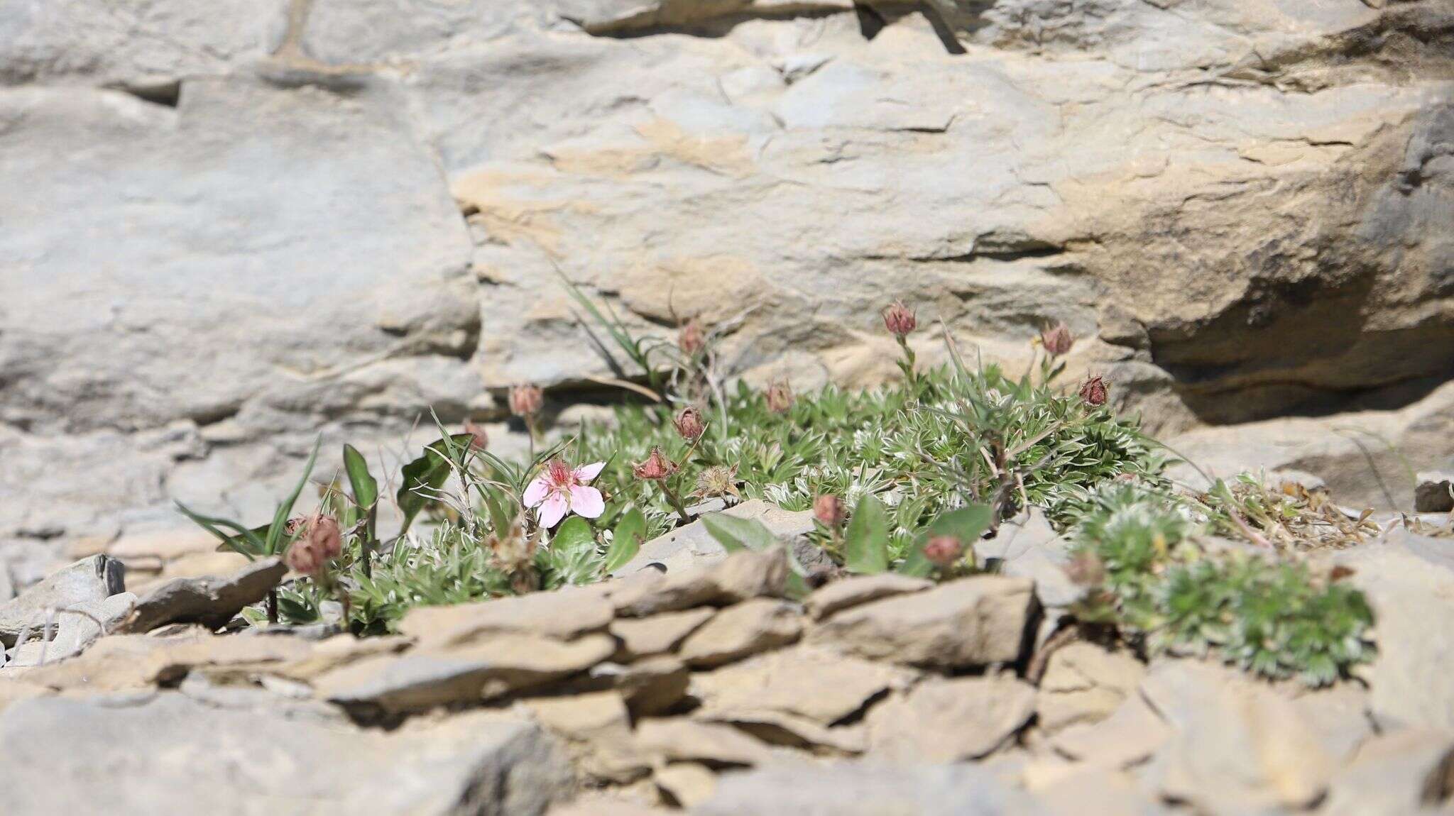 Image de Potentilla nitida L.