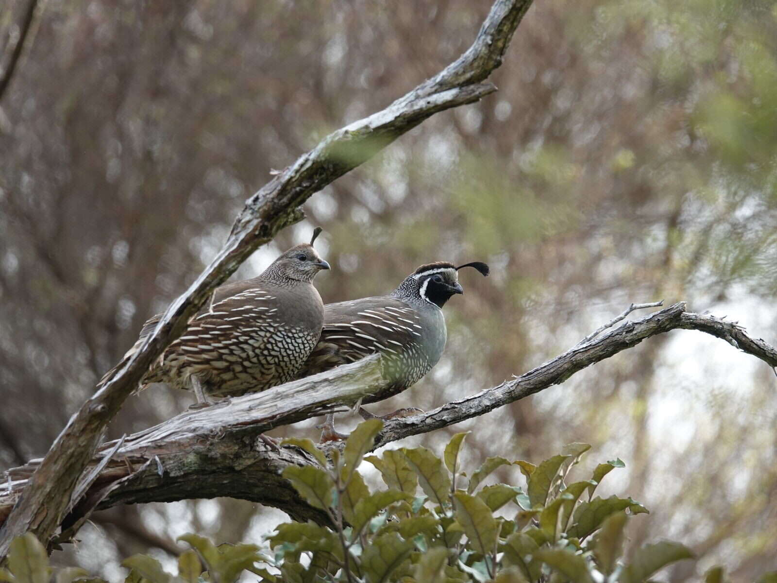 Image of Callipepla californica brunnescens (Ridgway 1884)