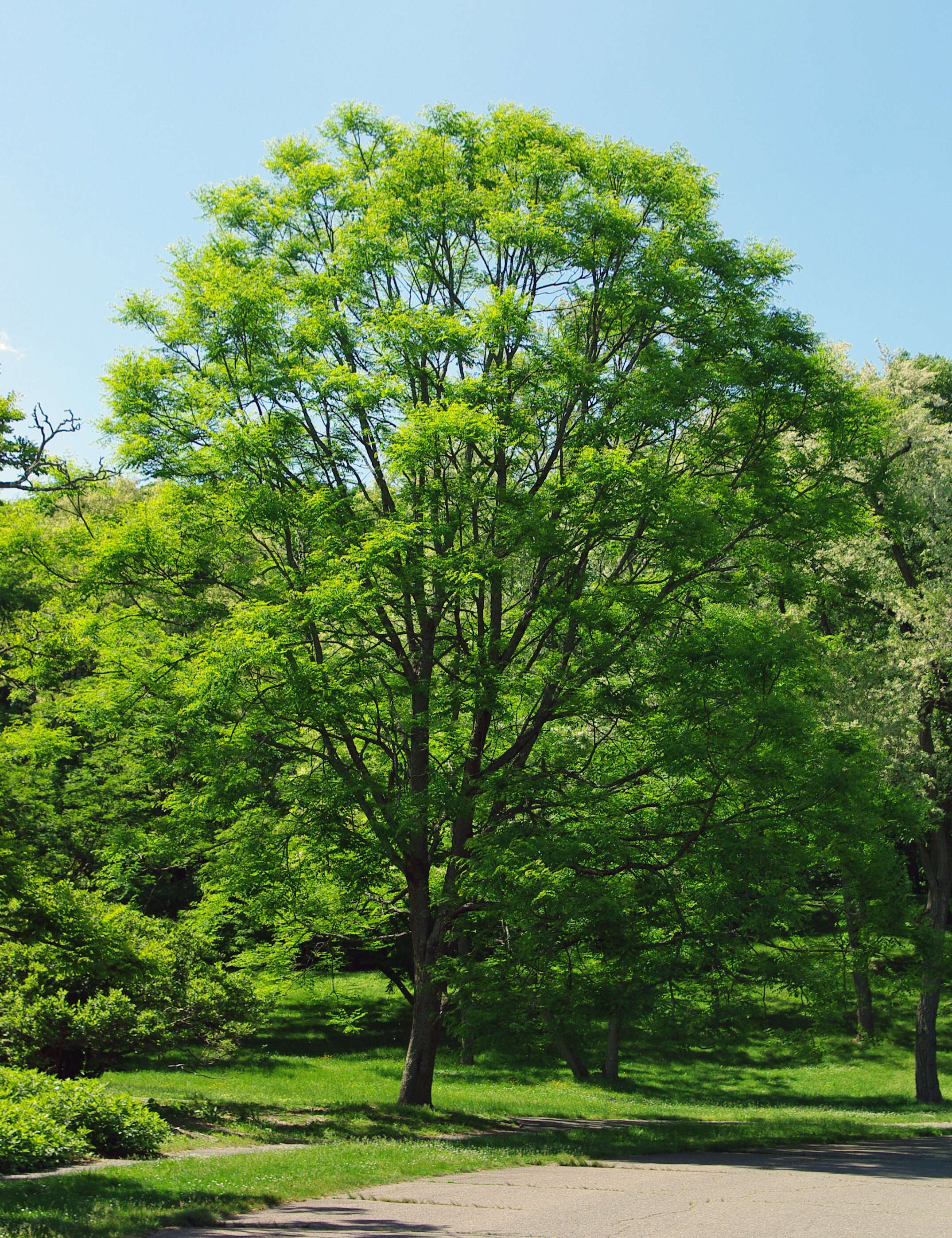 Plancia ëd Gymnocladus dioica (L.) K. Koch