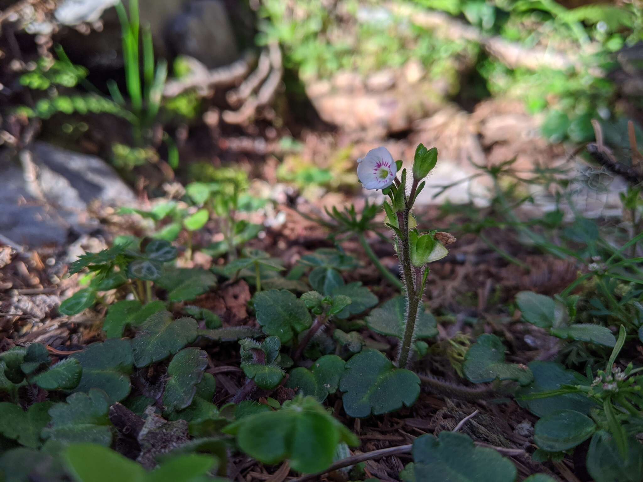 Image of Veronica oligosperma Hayata