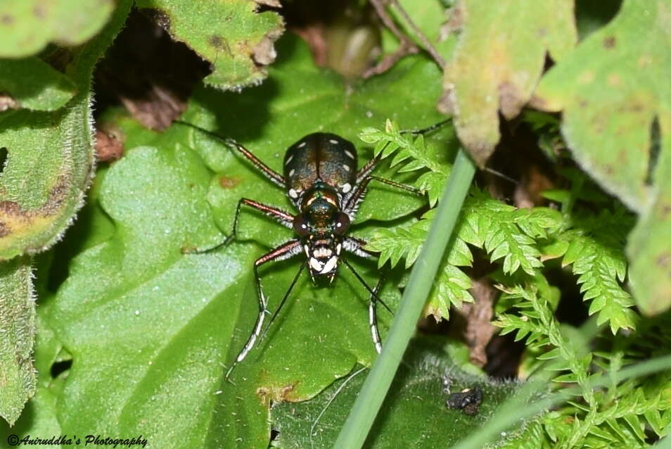 Image de Cicindela (Cosmodela) intermedia Chaudoir 1852