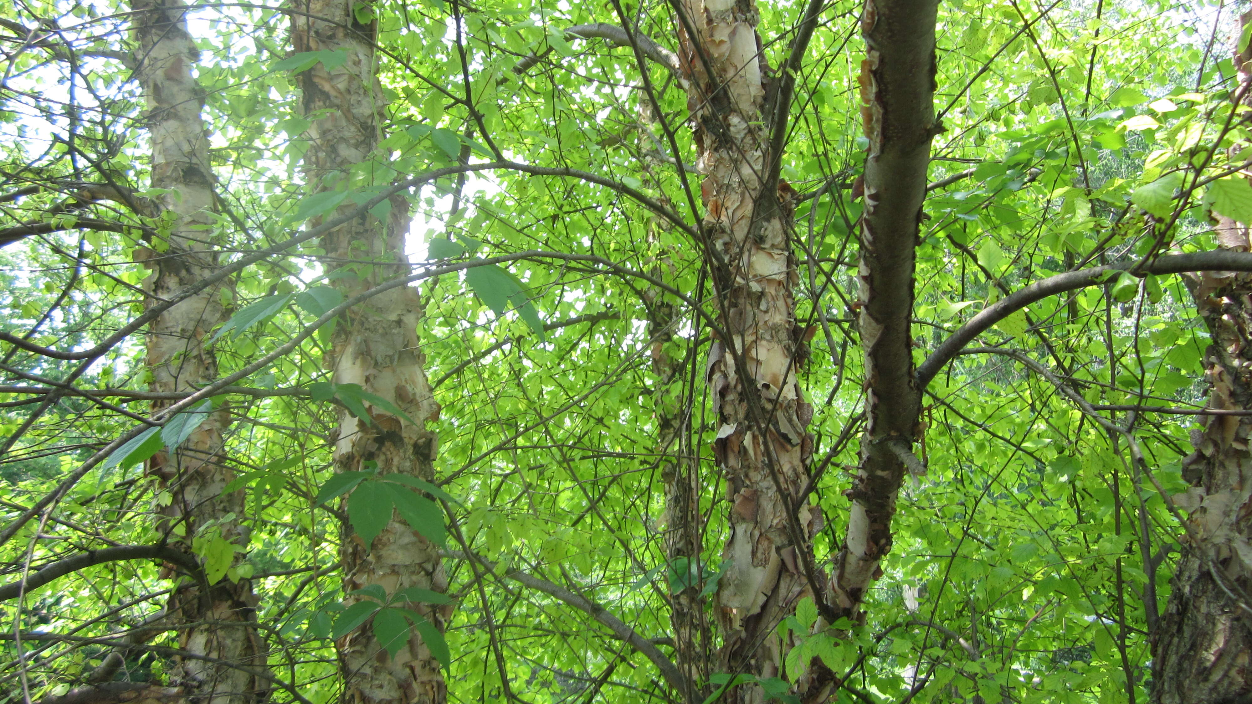 Image of Black Birch