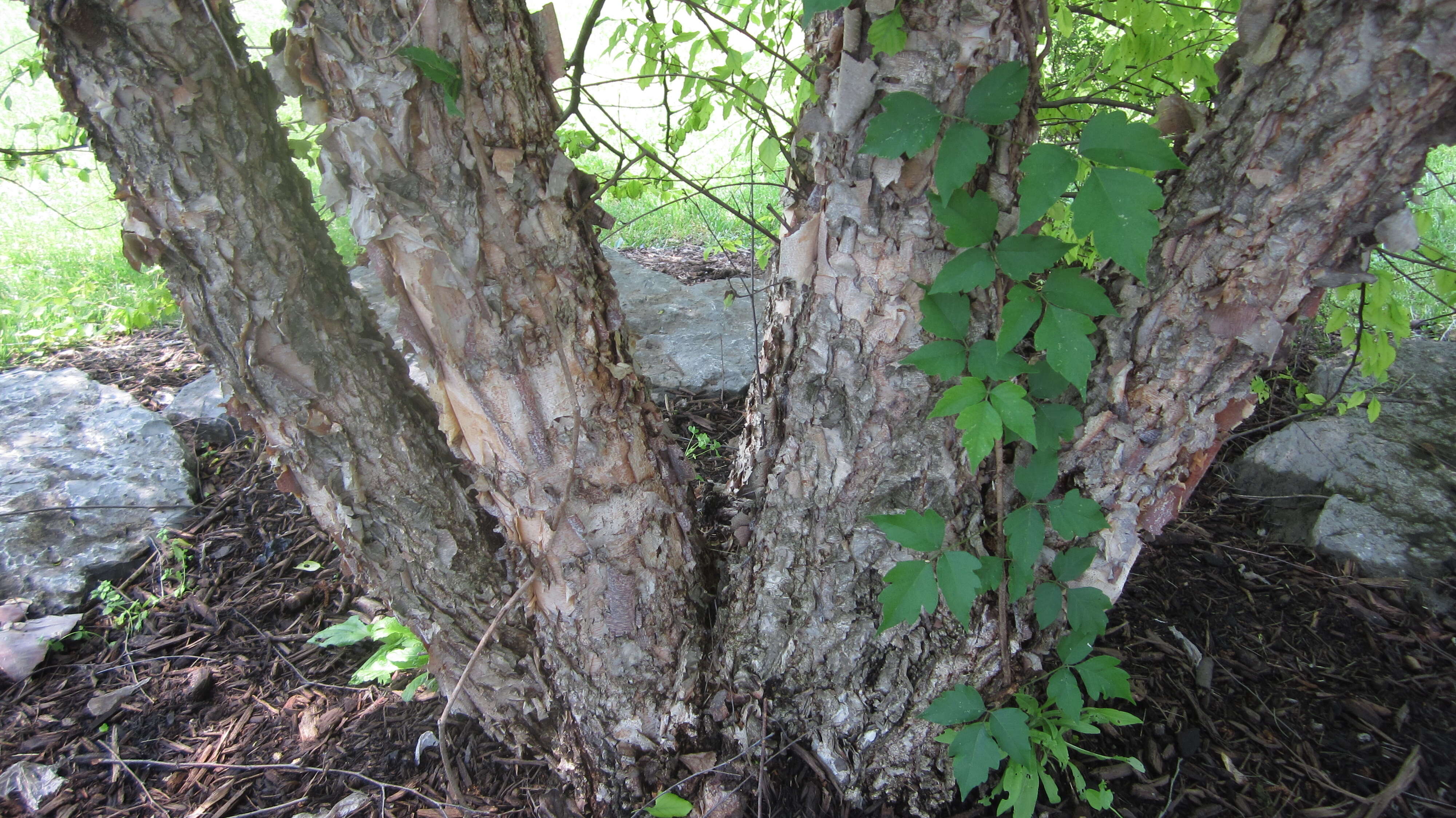 Image of Black Birch