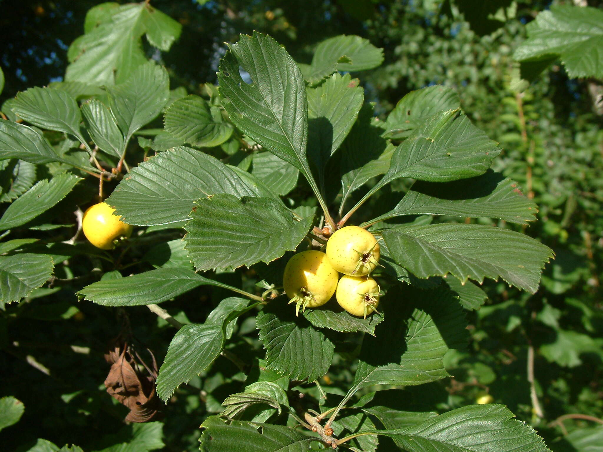 Image of dotted hawthorn