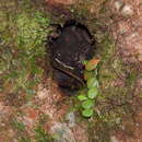 Plancia ëd Bulbophyllum drymoglossum Maxim.