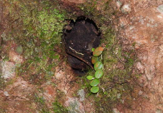 Image of Bulbophyllum drymoglossum Maxim.