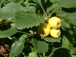 Image of dotted hawthorn