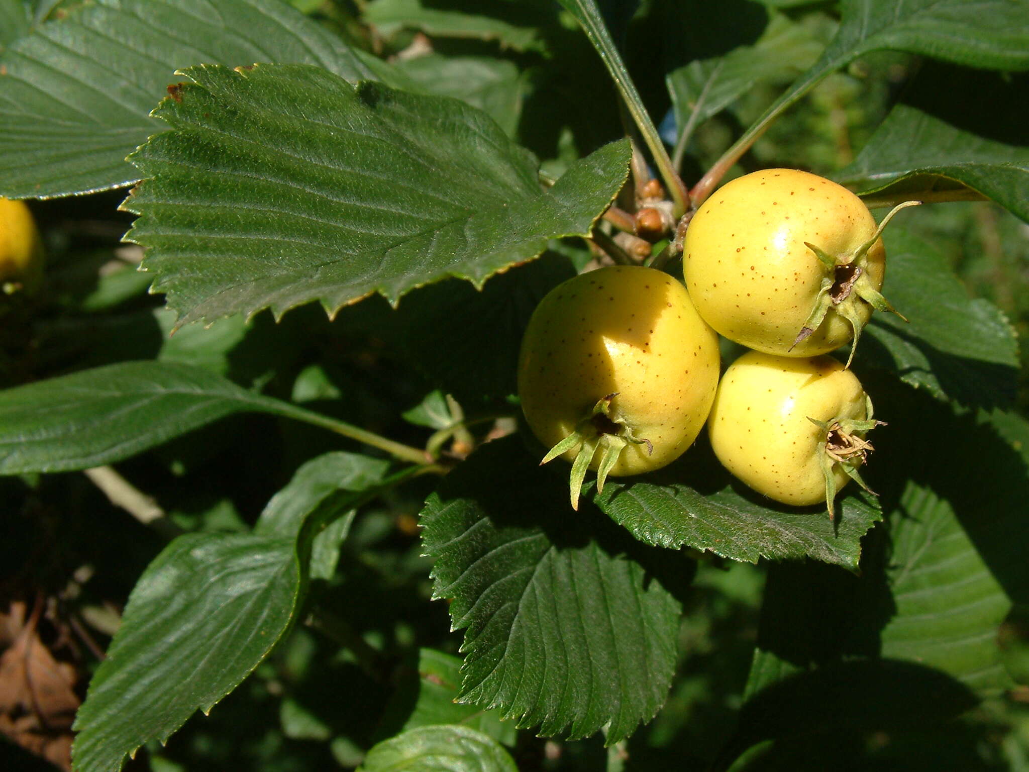 Image of dotted hawthorn