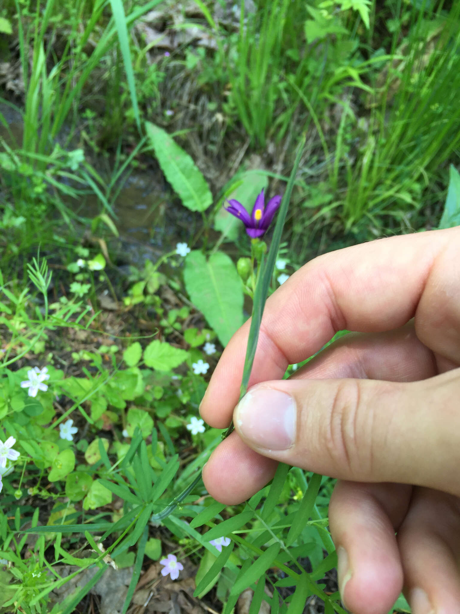 Image of Idaho blue-eyed grass