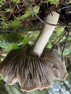 Image of Tricholoma atroviolaceum A. H. Sm. 1944