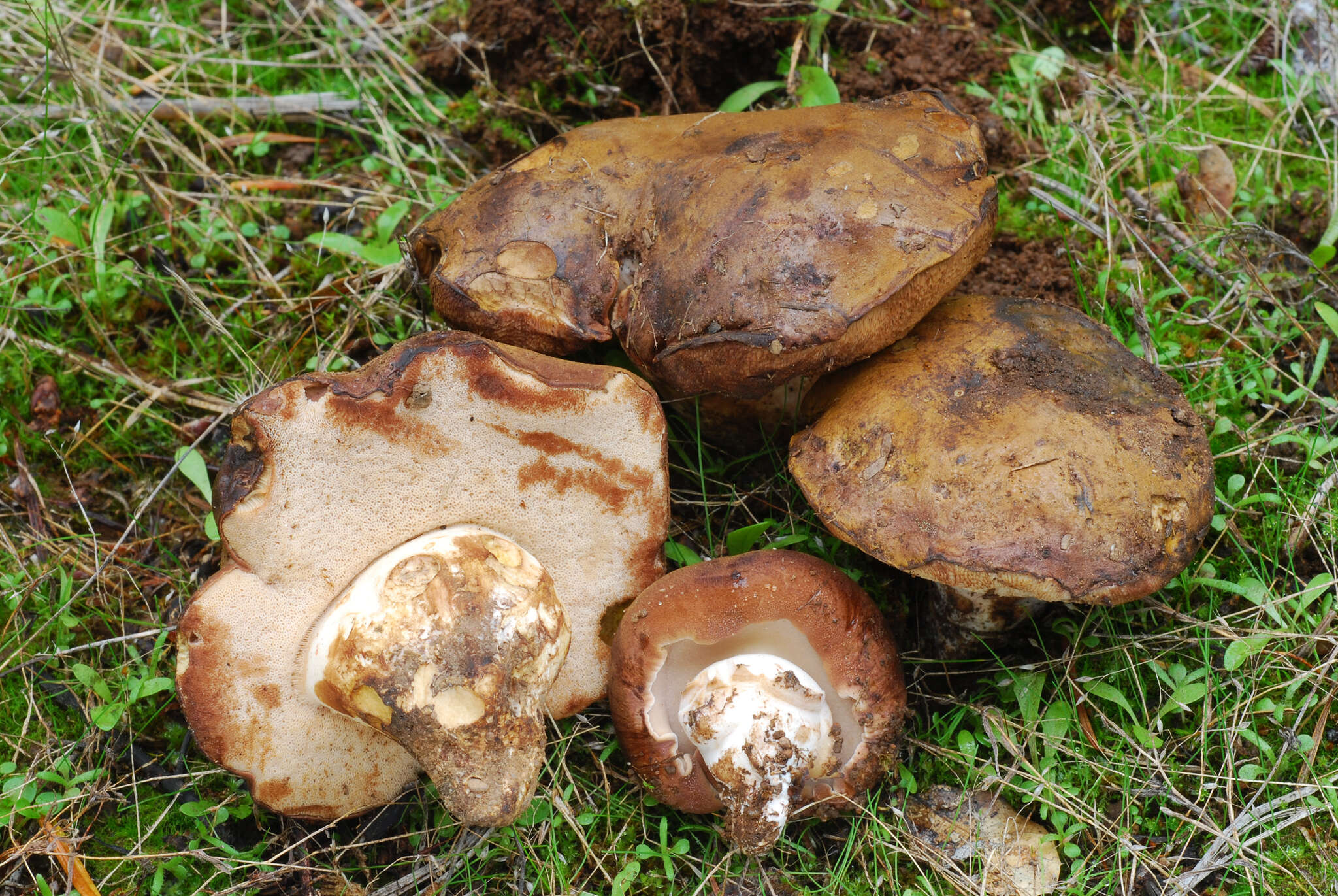 Tylopilus humilis Thiers 1967的圖片