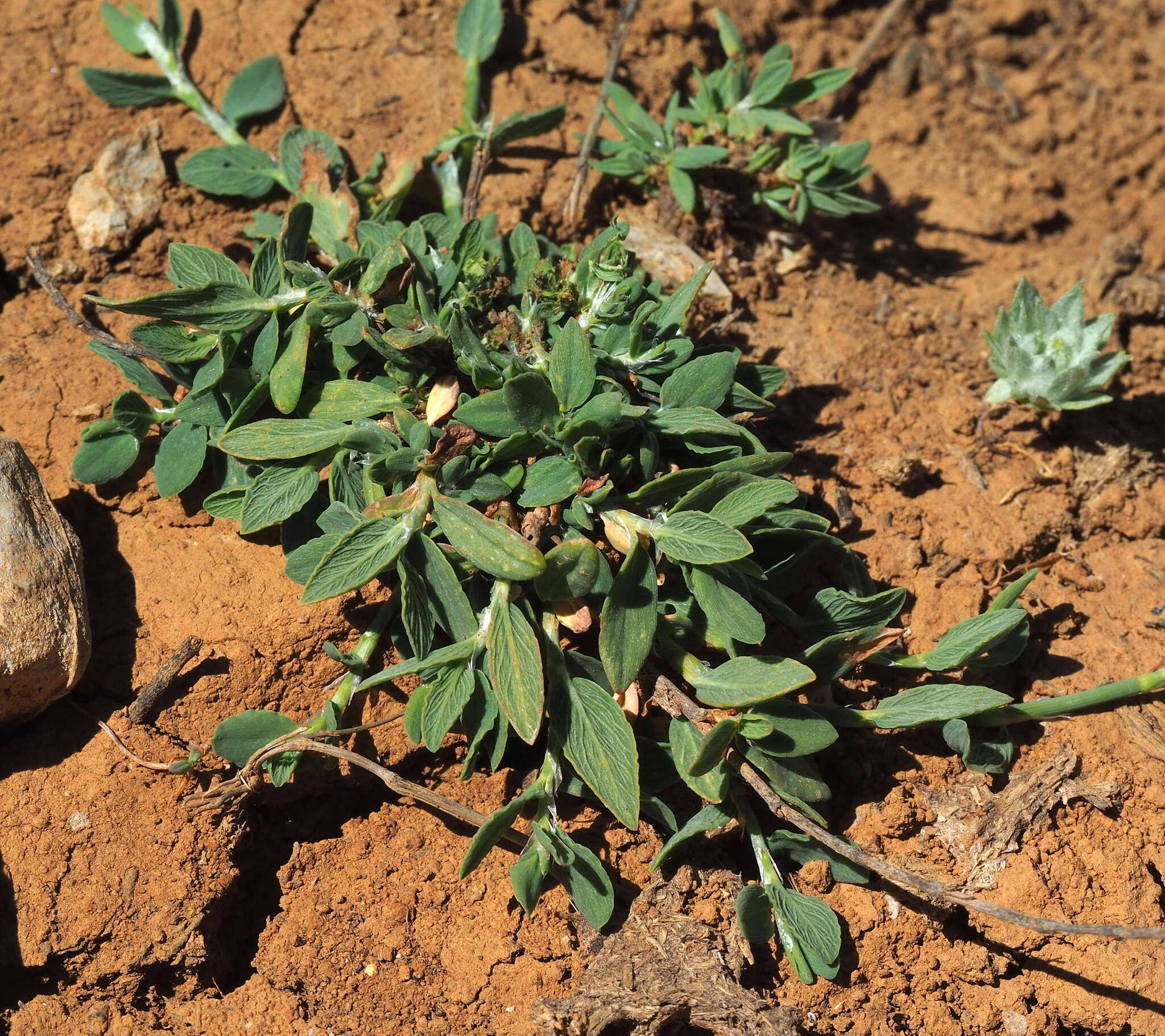 Image of Polygonum cedrorum Boiss. & Ky. ex Boiss.