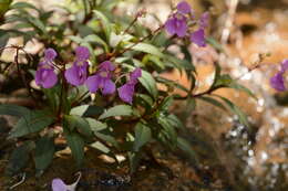 Image of Impatiens tangachee Bedd.