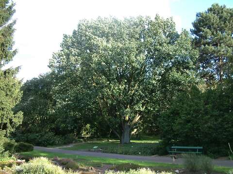 Image of Hungarian Oak