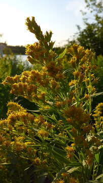 صورة Solidago lepida DC.