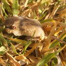 Image of Silky Pocket Mouse