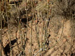 Image of Ephedra triandra Tul.