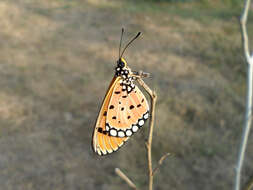 Image of Acraea terpsicore