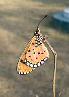 Image of Acraea terpsicore