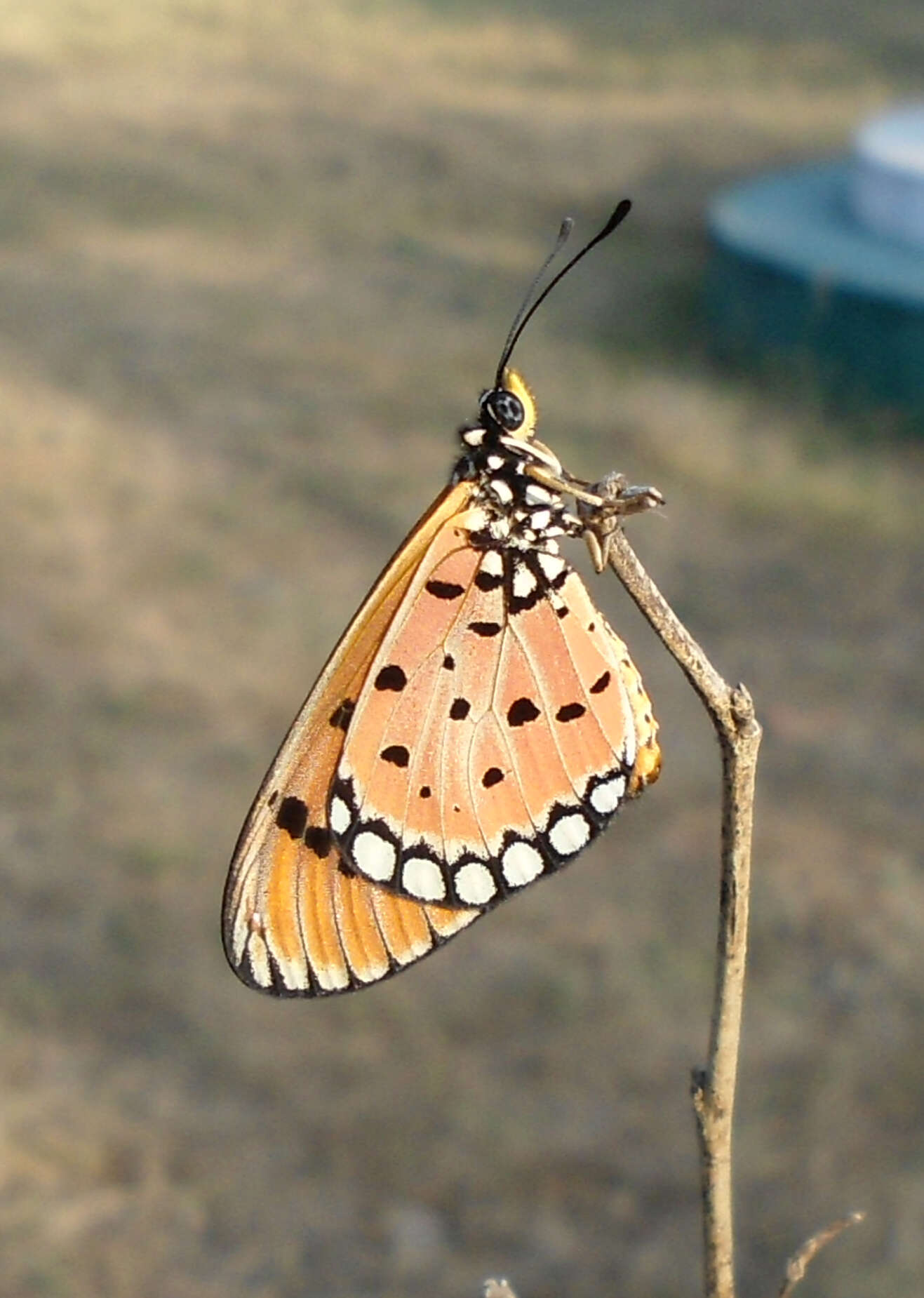 Image of Acraea terpsicore