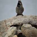 Image of Black-throated Whipbird