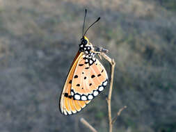 Image of Acraea terpsicore