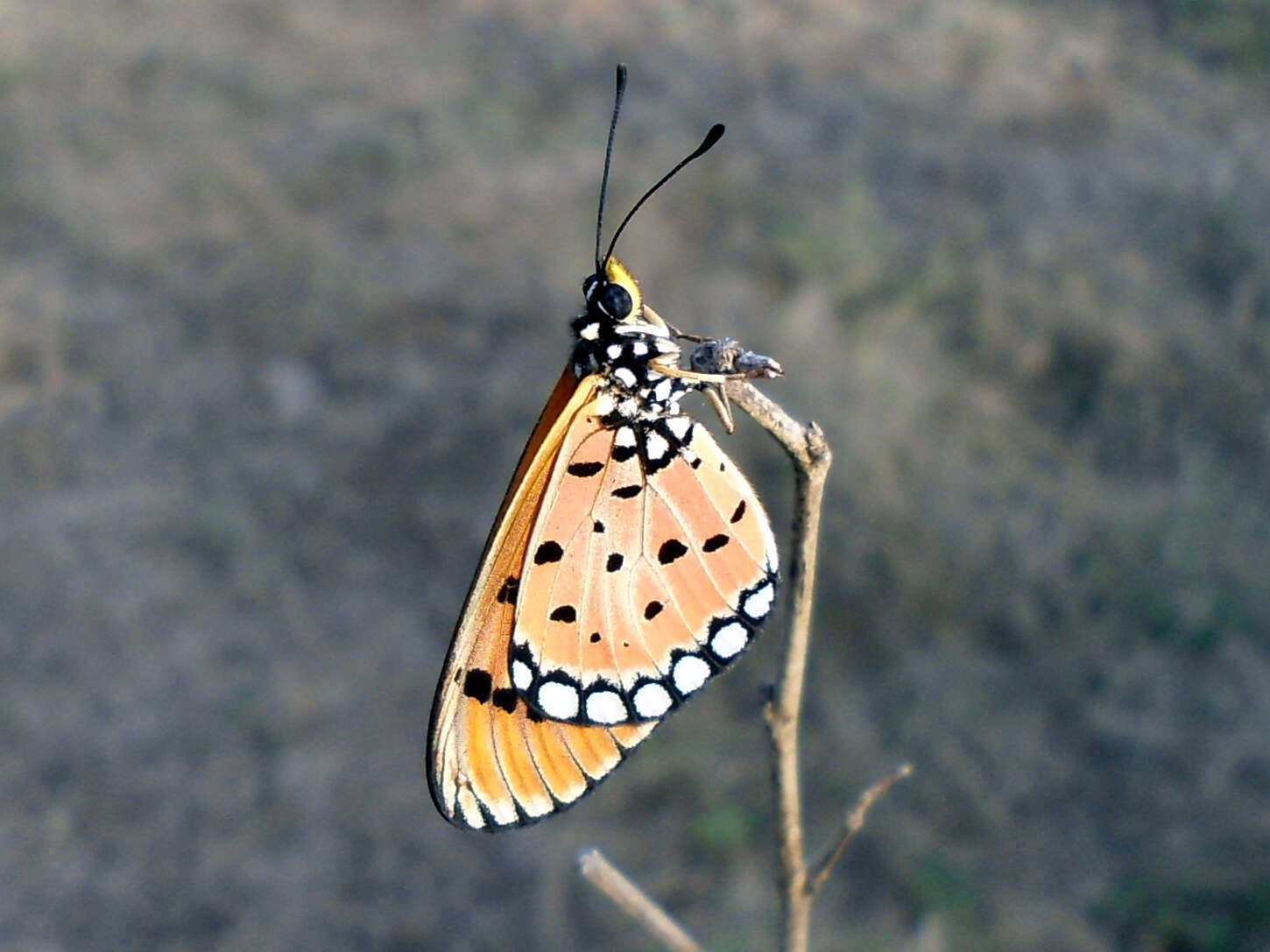 Image of Acraea terpsicore